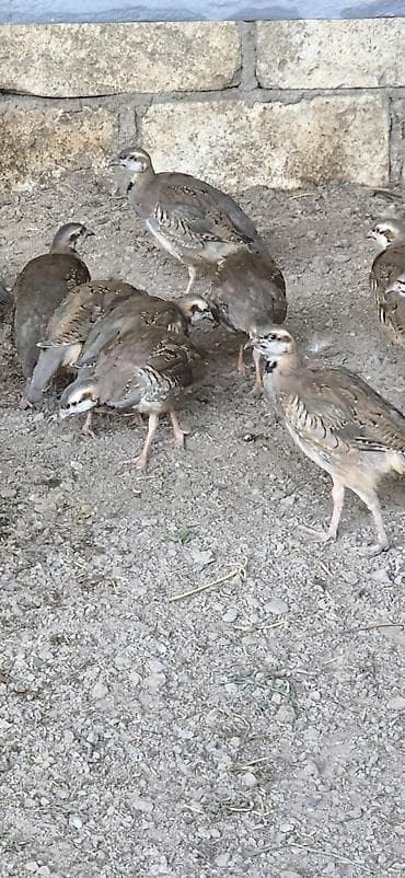 pomeryan şpits: Xinalı kəklik tam saglam butun dermani bitamini vaksini olunub bakiya — 4