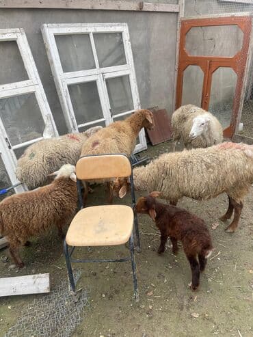 cins ineklerin satisi 2018: 1 ədəd qoyun yanında quzu ilə (quzu ərkəkdi) 3 ədəd qoyun boğaz — 3