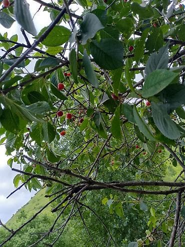 heyvan baxıcısı: Təsvir: - Təbii mənzərə ilə əhatələnmiş kənd həyəti və kiçik fermada — 5