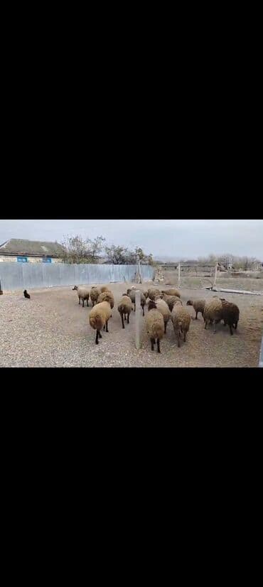 qoyun elan: Super kok quzular satılır balacası 18 kilo yeke si 26 kilo temz eti — 1