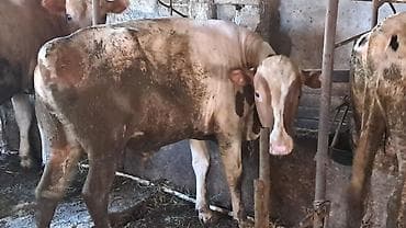 dana inek: İki baş təmiz cins erkək dana satılır biri smental obiri ivanovka — 6