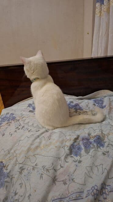 boyuk papuqay: 50 ile 400 arasi cins saf qan saqlam pisiklerimiz var sekilde olmayan — 10