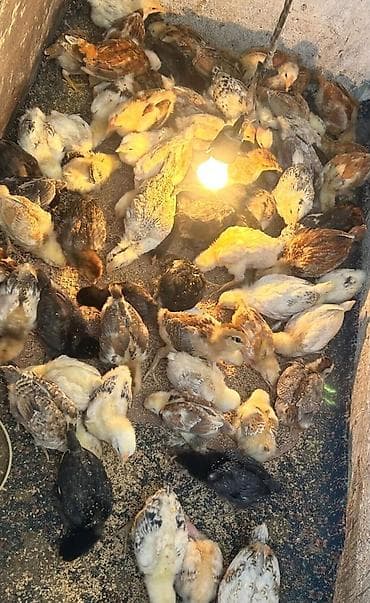 kənd cücələri: Toyuq cücələri, Ətlik — 8