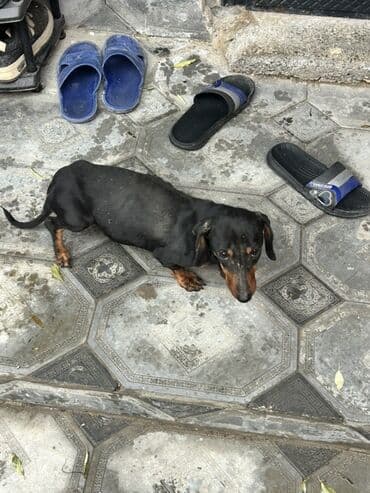 Heyvanlar üçün mallar: Dişi — 2