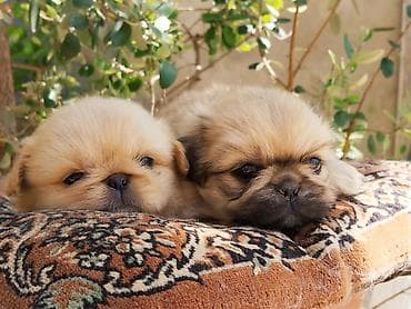 ov iti satisi: Pekines — 7