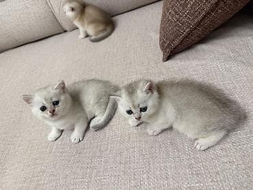 Heyvanlar: Şinşilla, Dişi — 4