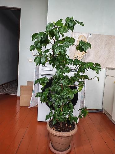 gül hicab instagram: Qapalı məkan üçün dekorativ iri saksı bitkisi - Növ: Hoya/hibiskus — 1