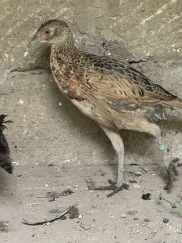 доска объявлений птицы: Qirqovullar satilir beceler ve illikler — 3