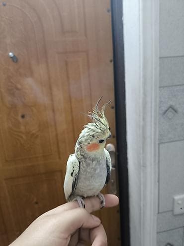 xaski it adlari: Nymph paraket (Cockatiel) – ələbiti, mehriban və sakit xasiyyətli — 2
