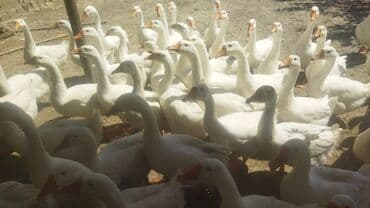 ozturkler qaz: Ağ qaz sürüsü - Növ: ev qazı (ağ rəngli) - Say: böyük sürü — 2