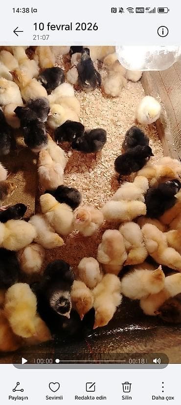 Toyuq cücələri, Damazlıq lalafo.az -da Toyuq cücələri, Damazlıq