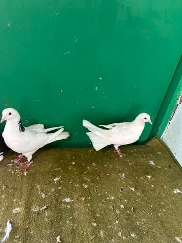 pulsuz heyvanlar verilir: Göyərçinlər – dekorativ növ - Şəkillərdə 3 ədəd dekorativ göyərçin — 4