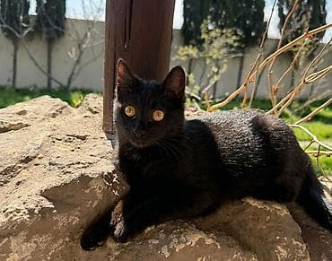 ev iti satilir: Dişi, Yaxşı əllərə — 3