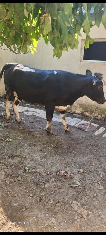 heyvanlara verilen adlar: - Cins tip: qara-ağ alman tipli (Holşteynə oxşar). Bədən quruluşu enli — 5