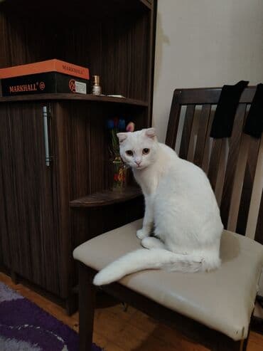 pişik çanta: Şotland yastı qulaq, Yaxşı əllərə — 10