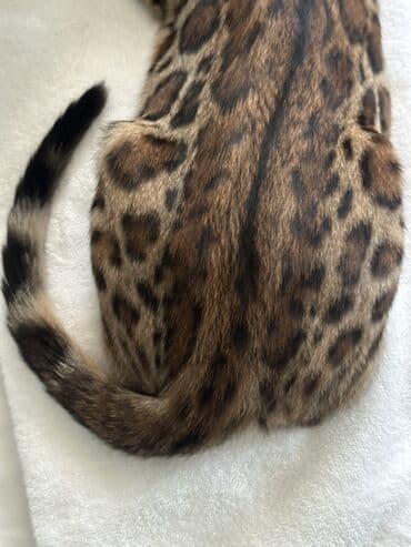 где можно купить котенка: Benqal, Erkək, Dişi, Yaxşı əllərə — 2