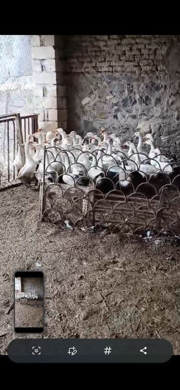 buzov satışı: Dişi, | Linda, Yumurtalıq — 3