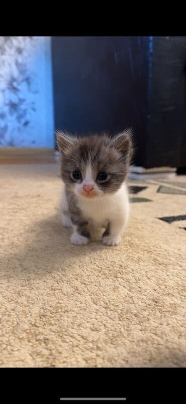 Зоотовары: Шотландская, Самка, В добрые руки, Самовывоз — 1