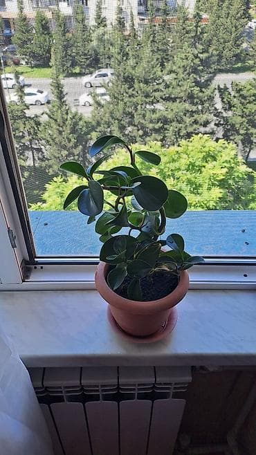 ev gülleri ve adlari: Otaq bitkisi – Peperomiya obtusifolia (yağlı, parlaq yarpaqlı — 4