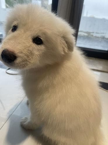 samoyed balasi satilir: Samoyed, 2 ay, Pulsuz çatdırılma — 9