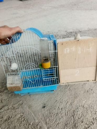 Hazir cut hal hazirda 2 eded yumurtasi da var qefesli yuvali 45 azn — 3