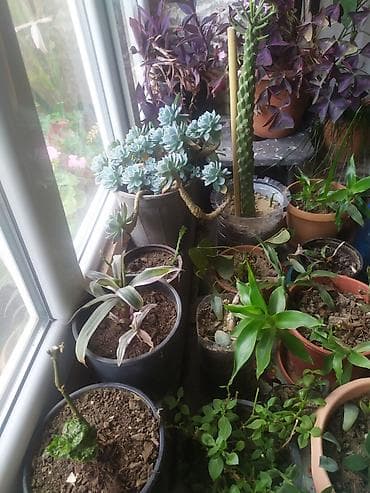 feyxoa ciceyi: Müxtəlif saksı bitkiləri və sukkulent kolleksiyası Təsvir: - — 1