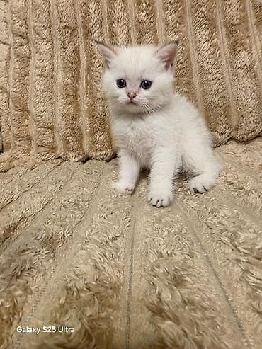 heyvan pişik: Şirin balaca pişik balaları Təsvir: - Cinsəoxşar görünüş: tüklü — 8