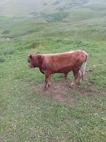 balaca danalar: Riyal alci zengin vursun hevan celilabada 10 ayliq erkeyi dandi 1700 — 1