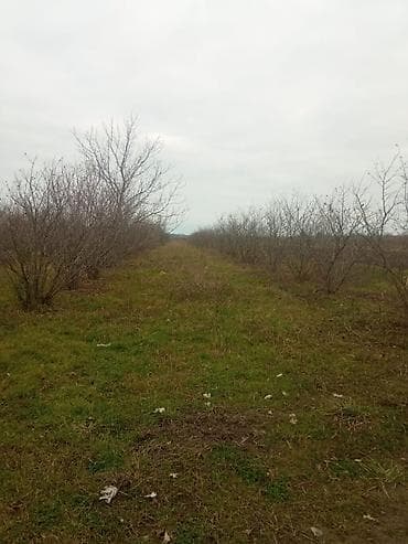 torpaq suraxani: Kənd təsərrüfatı — 4