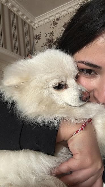 heyvanlar keci: Şpitz, Erkek — 2