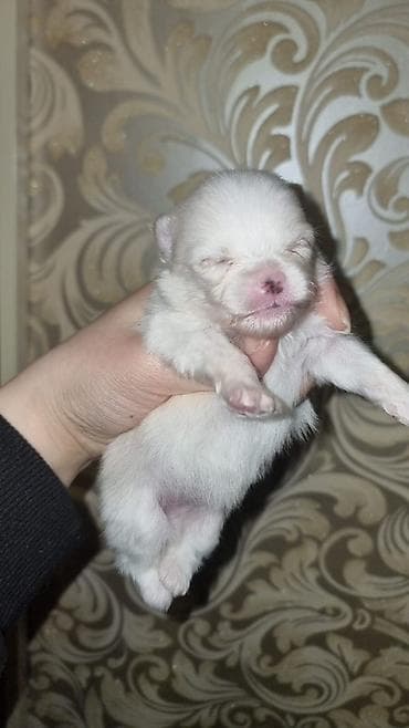 Птицы: Шпиц, С прививками — 2