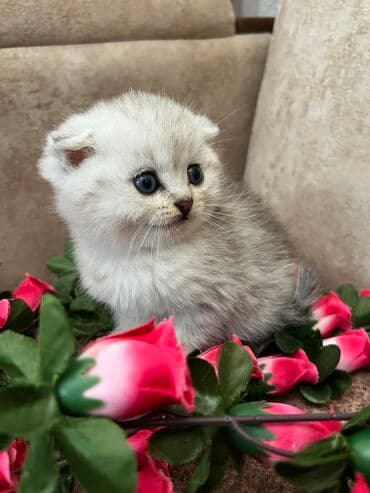 pişik geyimi: Şotland, Erkək, Dişi, Yaxşı əllərə, Ünvandan götürmə, Ödənişli çatdırılma, Rayonlara çatdırılma — 2