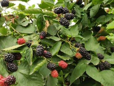 Ağaclar: Isdenilen sort var sadece zeng edin catiraq — 4