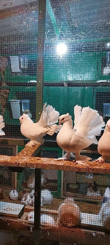 qaz balası satılır: Wekilde gorduyunuz londonlar satiir qiymet optum 1 ededine aidir tek — 7