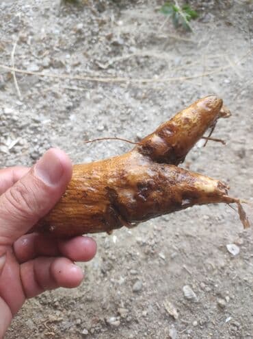 Çilədağı-diz ağrıları, oynaq ağrıları, bel agrisi, zədələnmələr zamanı lalafo.az -da Çilədağı-diz ağrıları, oynaq ağrıları, bel agrisi, zədələnmələr zamanı