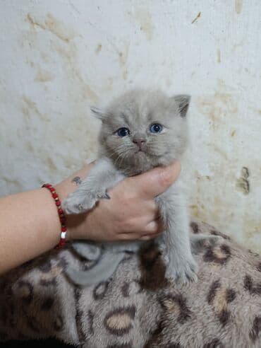 pisi: Şotland, Erkək, Ödənişli çatdırılma — 2