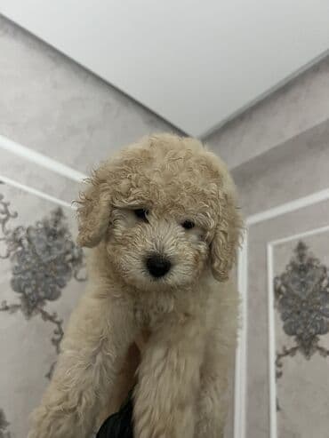 it balası satılır: Pudel, 2 ay, Erkek, Peyvəndli, Ünvandan götürmə — 3