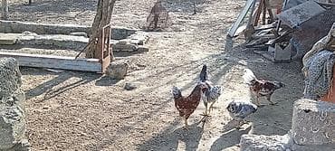 Птицы: Курица, Для разведения — 8