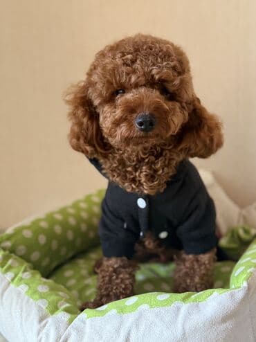 it zinciri satisi: 1 yash 5 ayliq erkek senedli cipli red brown pudel ! Endirim ucun hec — 4