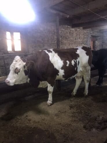 yerli cins inekler: Simmental inek bordaq,400 kq eti olar — 1