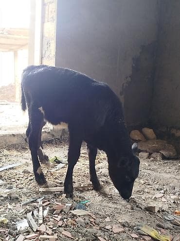 halep kecisi satilir: Dana, buzov, Dişi, Simental, ay: 3, Damazlıq, Ünvandan götürmə — 6