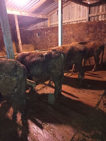 arpa bugda satisi: Satılır: 9 baş erkək dana,bordağa tam yararlı 2 aydır yem verilir — 7