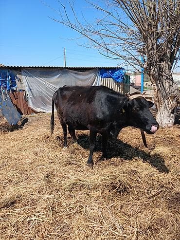 heleb kecileri satilir: Salam heyvan Ana baladi yaxsi erkek balasi var inek hundur inekdi — 7