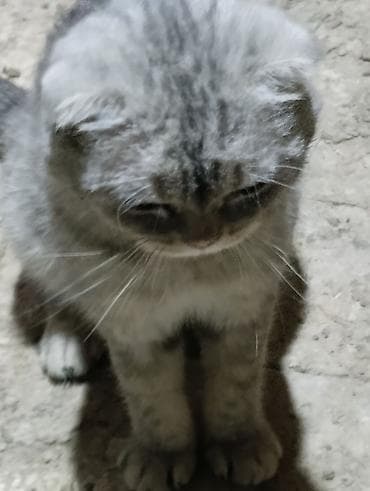 Птицы: Шотландская, Самец, В добрые руки, Самовывоз, Платная доставка — 6