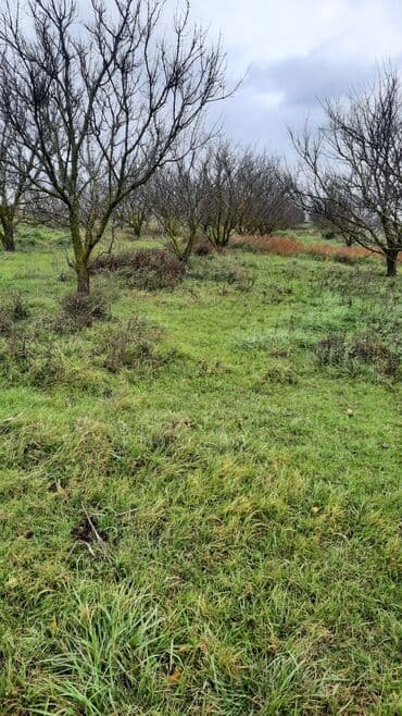 sumqayit 8 ci mikrorayon: 390 sot, Mülkiyyətçi, Kupça (Çıxarış), Bələdiyyə, Texniki pasport — 2