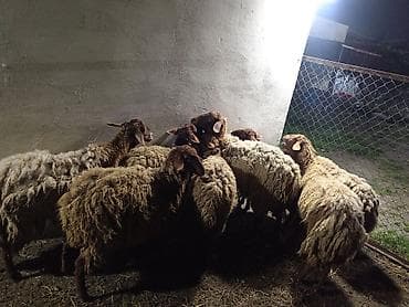 qala qoyunları: Dişi, Qala, il: 1, 50 kq, Damazlıq, Ünvandan götürmə — 2