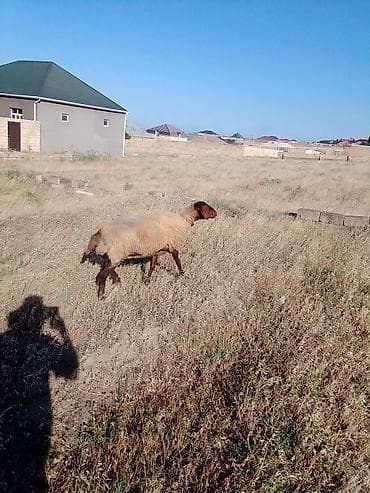 yorqa atlar: 3 dənəsi 1100 manata real alıcıya endirim olacaq istəyən olsa yazsın — 6