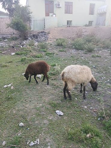 cins qoyunlar satilir: Ana bala qoyun satılır quzusu dişidir 5 ci balasıdır real alana — 6