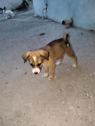sabuncu heyvan bazari: Zvonok, 3 ay, Dişi, Ödənişli çatdırılma — 7