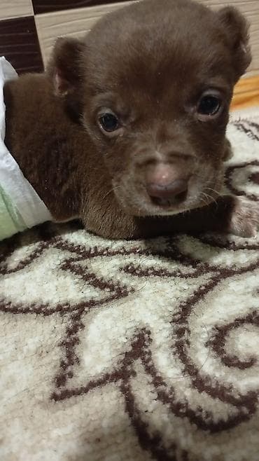 itlə: Şirin balaca it balası - Rəng: tam qəhvəyi - Ev həyatı üçün münasib — 1